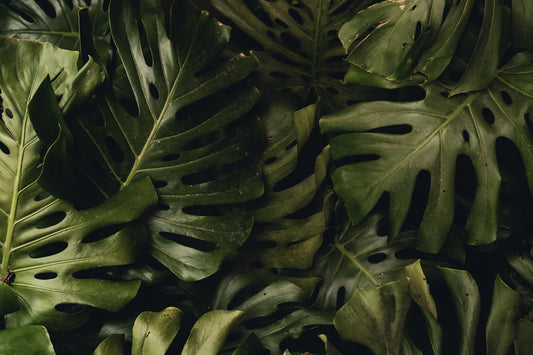 Meyve Karışımları Çilek ve Kivi