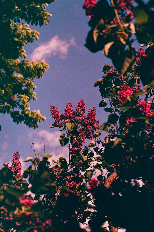 Yaz Sıcaklarında Ferahlatıcı Karpuz ve Nane Aromaları